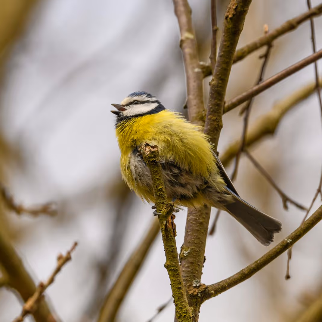 A blue tit on a branch in full song.