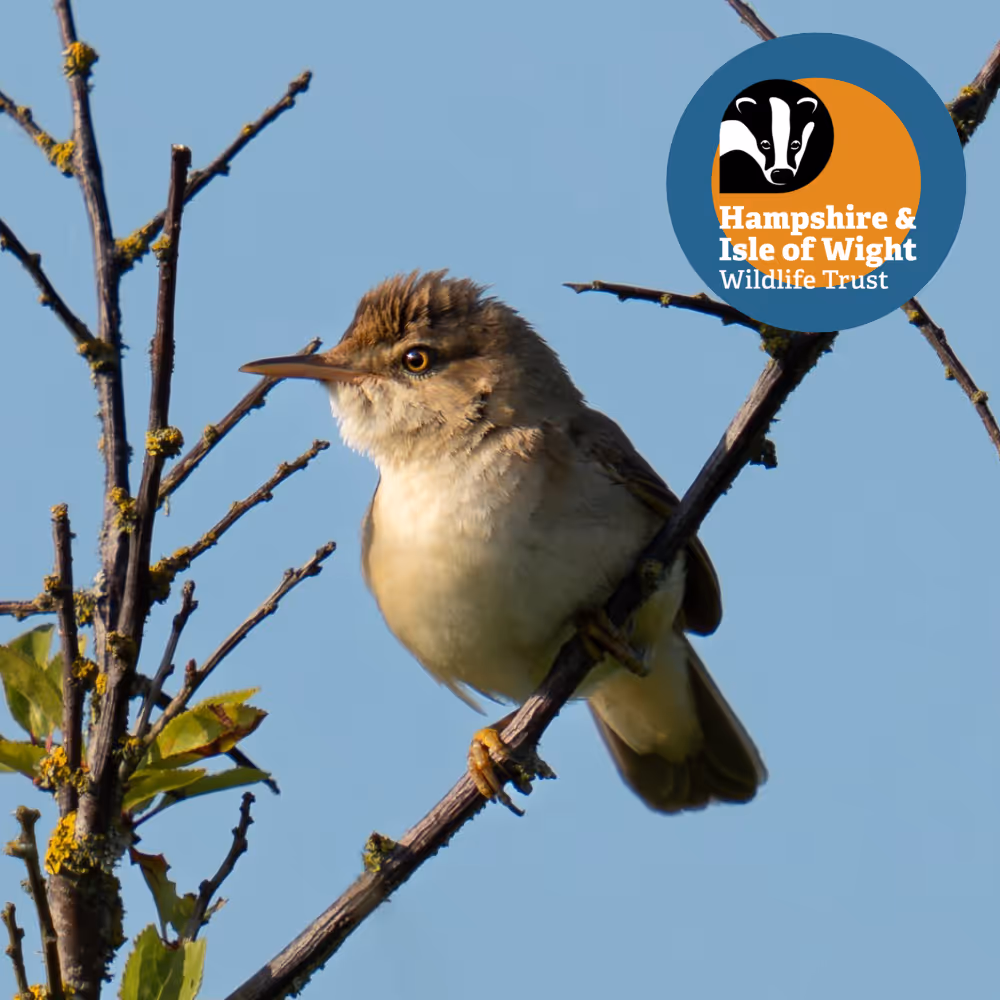 A Hampshire & Isle of Wight Wildlife Trust photo of a reed warbler resting on a branch on the Isle of Wight.