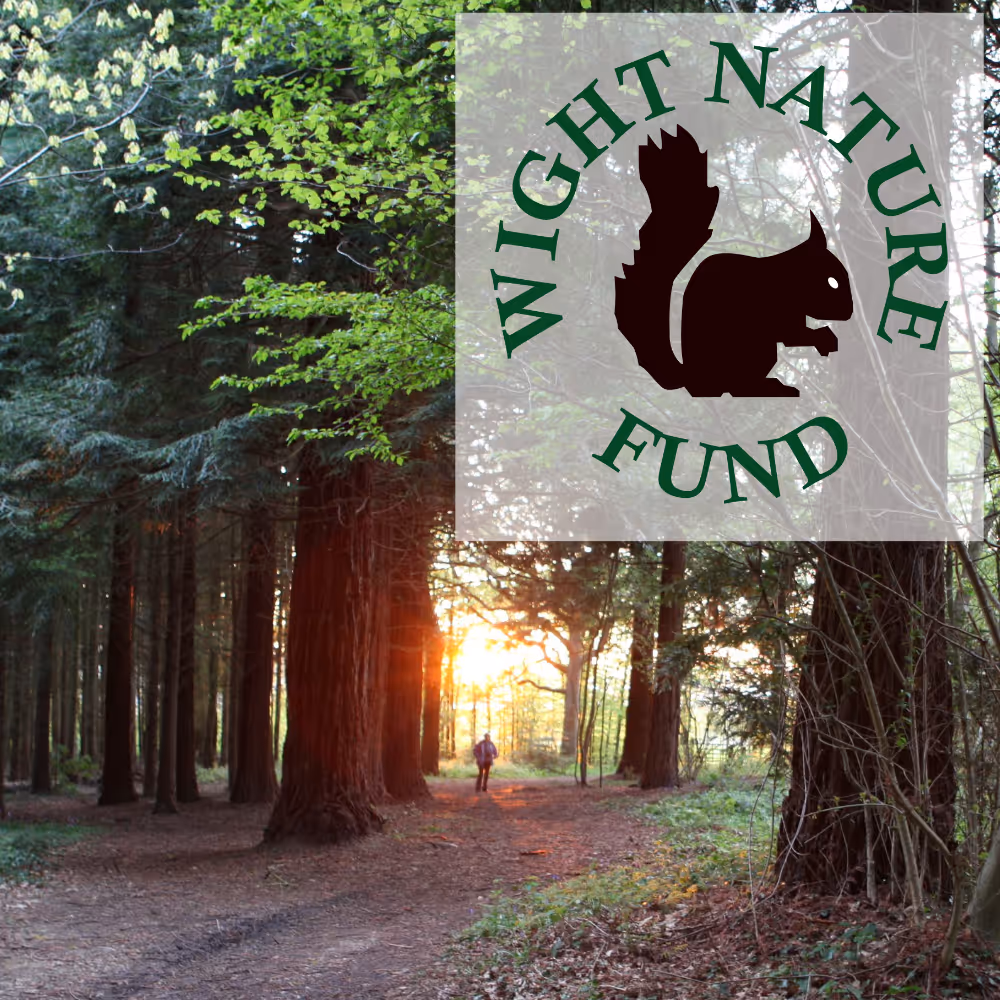 A wooded copse on the Isle of Wight at sunset.